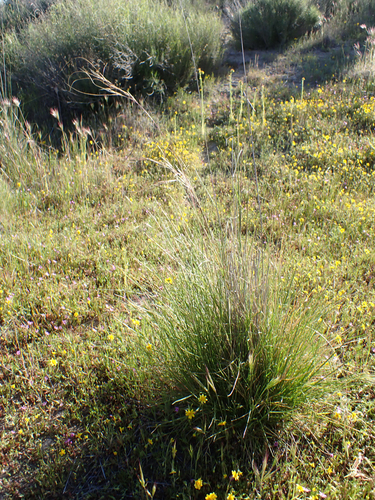 Nassella cernua
