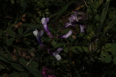 Vicia villosa microphylla