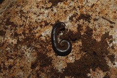 Symphyoiulus impartitus