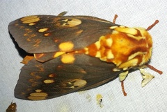 Citheronia hamifera