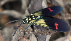 Belemnia eryx