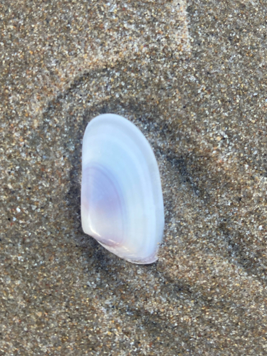 Donax trunculus