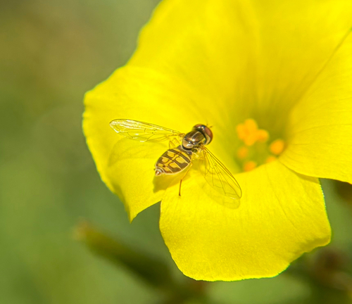 Unknown species found near Foothill Rd, Santa Barbara, CA, US
