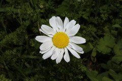 Anthemis chia