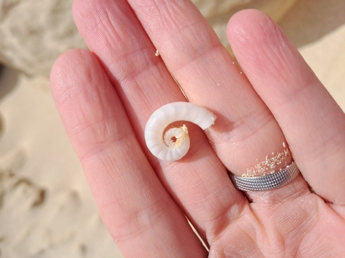 Spirula spirula
