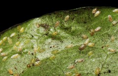 Lichtensia viburni