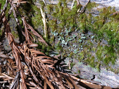 Dicranum howellii