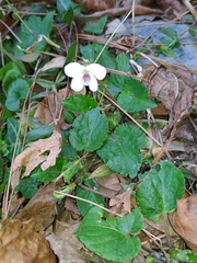 Viola adenothrix