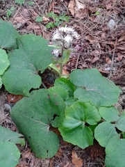 Petasites formosanus