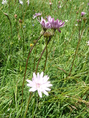 Scorzonera rosea