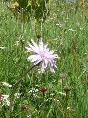 Scorzonera rosea