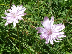 Scorzonera rosea