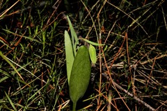 Fritillaria graeca
