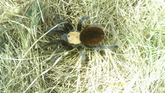 Brachypelma albiceps