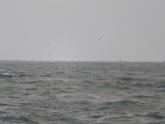 Gavia stellata