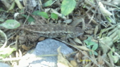 Sceloporus horridus
