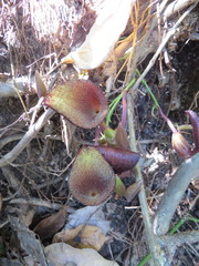 Aristolochia maxima