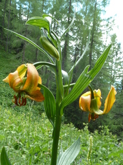 Lilium carniolicum