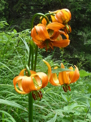Lilium carniolicum