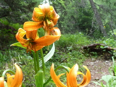 Lilium carniolicum