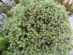 Cullumia bisulca
