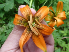 Lilium carniolicum