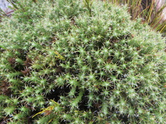 Cullumia bisulca