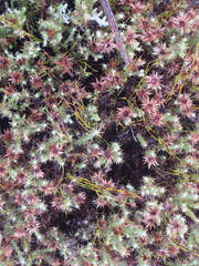 Cullumia bisulca
