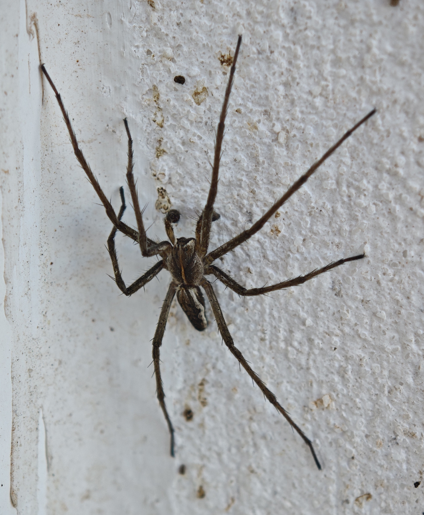 Araña Ladrona