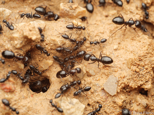 Camponotus foreli
