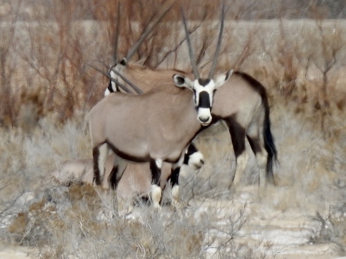 Gemsbok