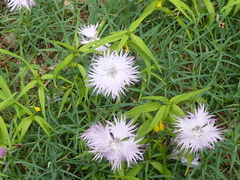 Dianthus sternbergii