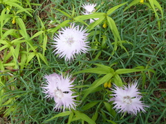 Dianthus sternbergii