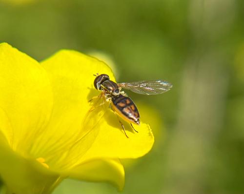 Unknown species found near Foothill Rd, Santa Barbara, CA, US