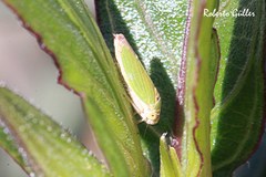 Bucephalogonia xanthophis