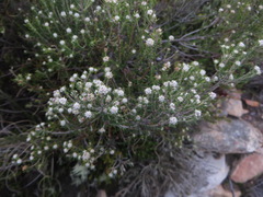Phylica wittebergensis