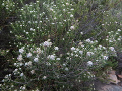 Phylica wittebergensis