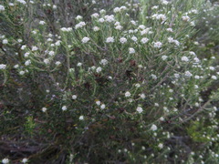 Phylica wittebergensis