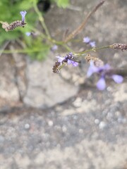 Lavandula canariensis, photograph (c) Andreas Taeger, some rights reserved (CC BY)