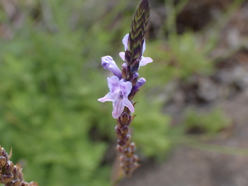 Canary Island Lavender (Lavandula canariensis)