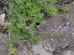 Lavandula canariensis, photograph (c) Andreas Taeger, some rights reserved (CC BY)