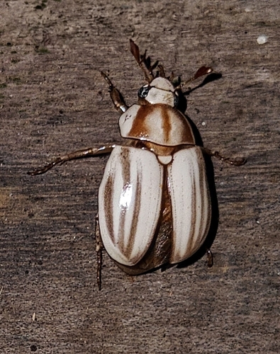 Parisolea pallida