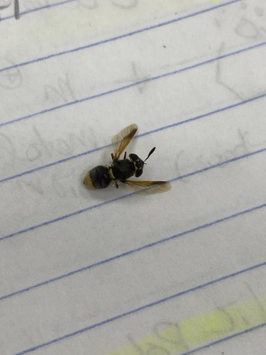 Unknown species found near University of California, Riverside, Riverside, CA, US