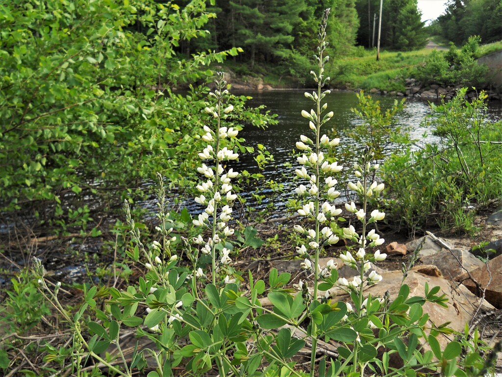 False Spring Wisconsin prairie false indigo from Jackson County, WI, USA on July 2, 2013 at 04 ...