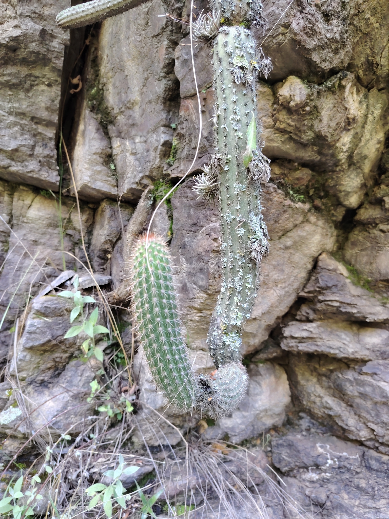 Cleistocactus buchtienii