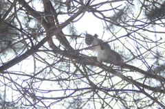 Sciurus vulgaris