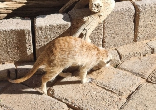 Meerkat