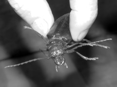 Anthracocentrus capensis