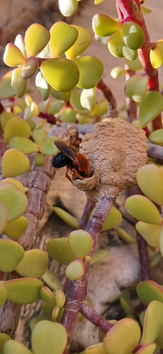 Sicilian Mortar Bee
