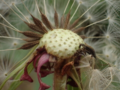 Taraxacum formosanum